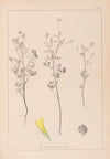 Herbier de la flore française Pl.0309