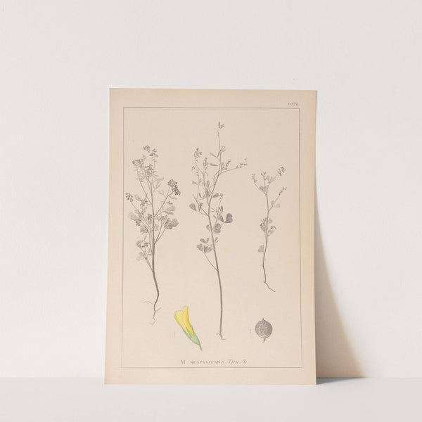 Herbier de la flore française Pl.0309 by Louis Antoine Cusin