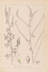 Herbier de la flore française Pl.0311