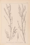 Herbier de la flore française Pl.0312