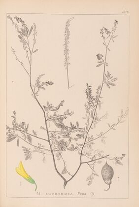Herbier de la flore française Pl.0313