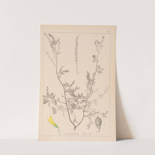 Herbier de la flore française Pl.0313 by Louis Antoine Cusin