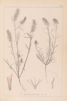 Herbier de la flore française Pl.0315