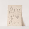 Herbier de la flore française Pl.0315 by Louis Antoine Cusin
