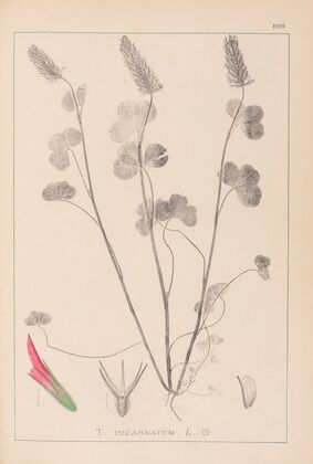 Herbier de la flore française Pl.0316