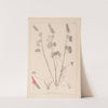 Herbier de la flore française Pl.0316 by Louis Antoine Cusin