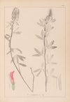 Herbier de la flore française Pl.0318
