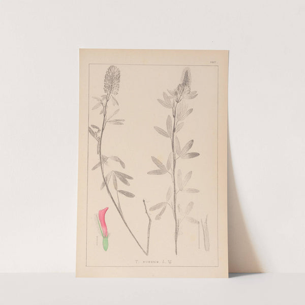 Herbier de la flore française Pl.0318 by Louis Antoine Cusin