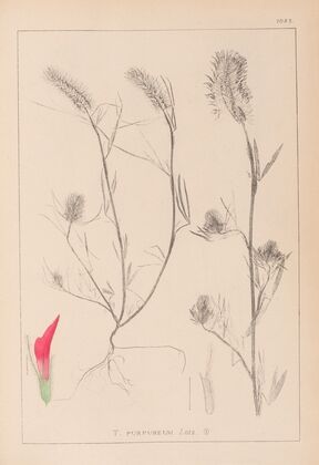 Herbier de la flore française Pl.0319