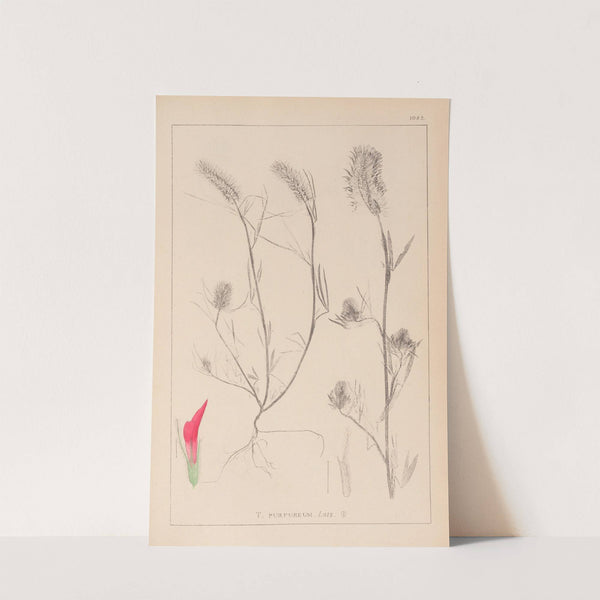 Herbier de la flore française Pl.0319 by Louis Antoine Cusin