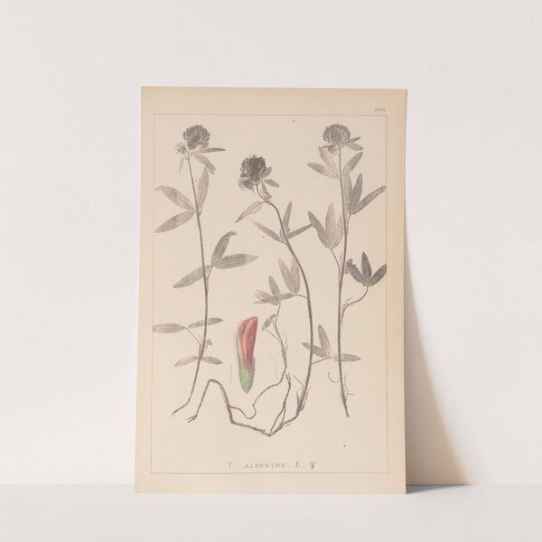 Herbier de la flore française Pl.0320 by Louis Antoine Cusin