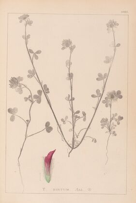 Herbier de la flore française Pl.0321