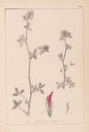 Herbier de la flore française Pl.0322