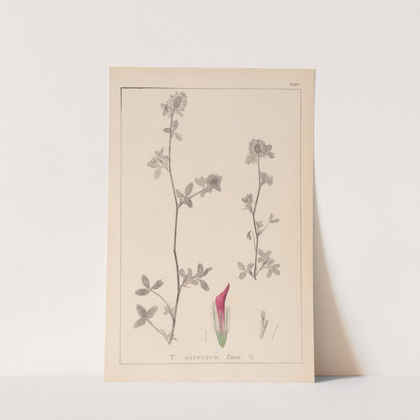 Herbier de la flore française Pl.0322 by Louis Antoine Cusin