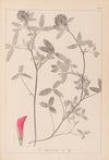 Herbier de la flore française Pl.0324