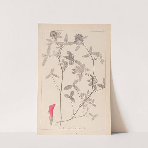 Herbier de la flore française Pl.0324 by Louis Antoine Cusin