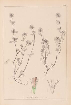 Herbier de la flore française Pl.0332
