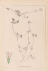 Herbier de la flore française Pl.0333