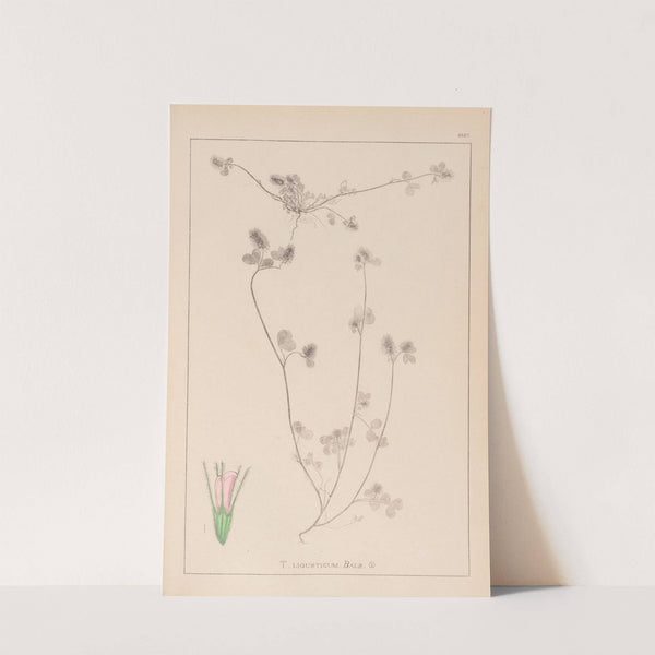 Herbier de la flore française Pl.0333 by Louis Antoine Cusin