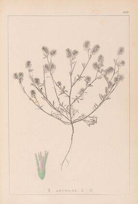 Herbier de la flore française Pl.0334