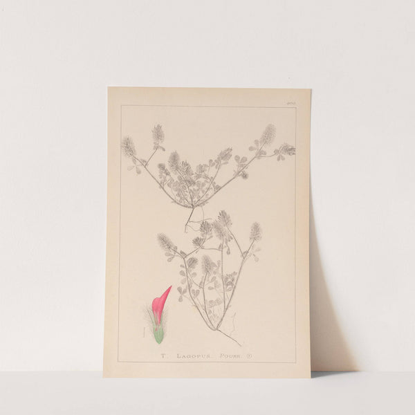 Herbier de la flore française Pl.0336 by Louis Antoine Cusin