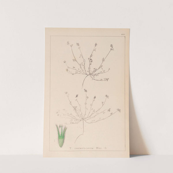 Herbier de la flore française Pl.0337 by Louis Antoine Cusin