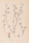 Herbier de la flore française Pl.0338