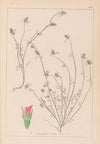 Herbier de la flore française Pl.0339