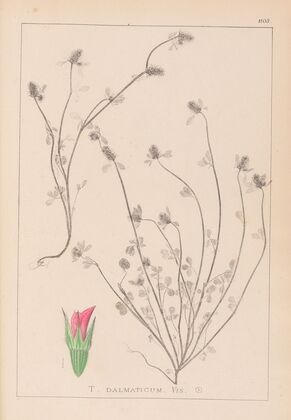 Herbier de la flore française Pl.0339
