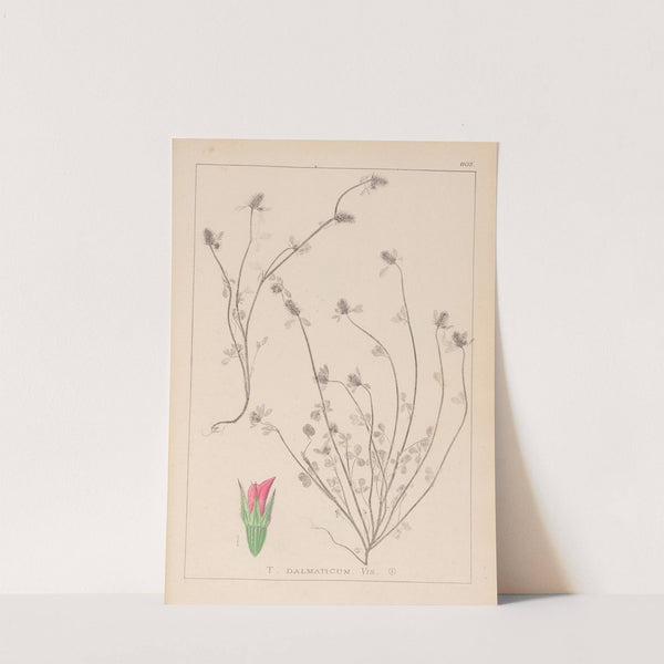 Herbier de la flore française Pl.0339 by Louis Antoine Cusin