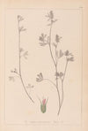 Herbier de la flore française Pl.0340