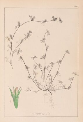 Herbier de la flore française Pl.0342