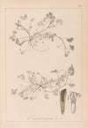 Herbier de la flore française Pl.0343