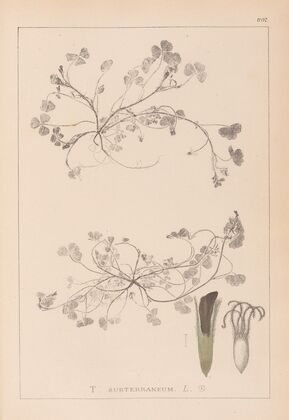Herbier de la flore française Pl.0343