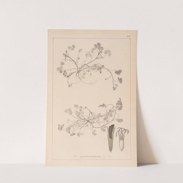 Herbier de la flore française Pl.0343 by Louis Antoine Cusin