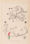 Herbier de la flore française Pl.0344