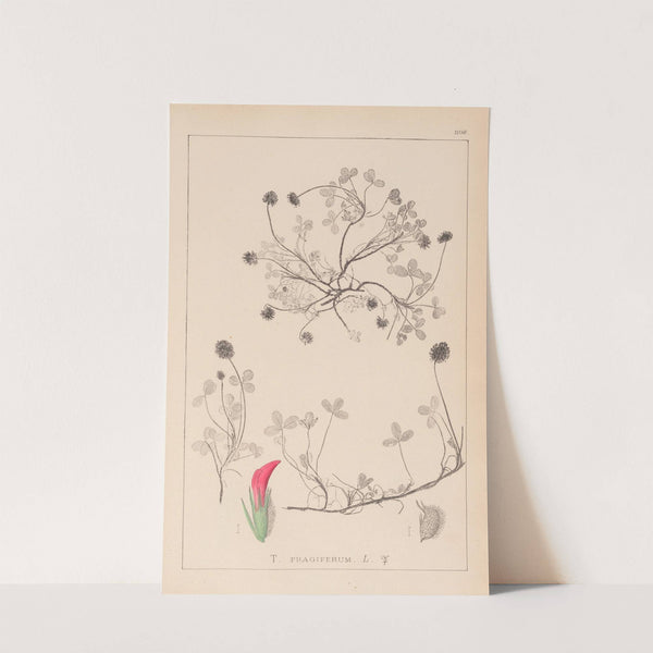 Herbier de la flore française Pl.0344 by Louis Antoine Cusin