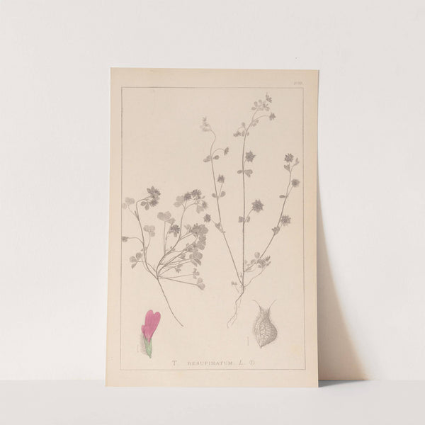 Herbier de la flore française Pl.0345 by Louis Antoine Cusin