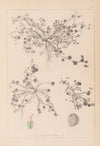 Herbier de la flore française Pl.0346