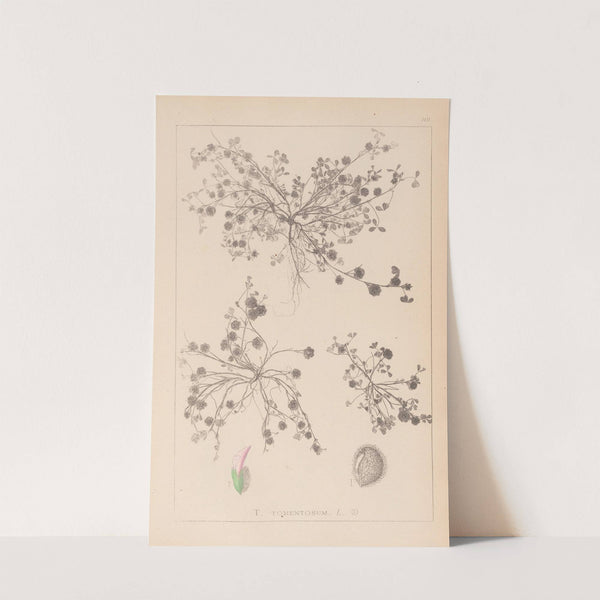 Herbier de la flore française Pl.0346 by Louis Antoine Cusin