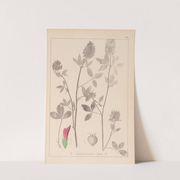 Herbier de la flore française Pl.0347 by Louis Antoine Cusin