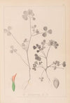 Herbier de la flore française Pl.0348