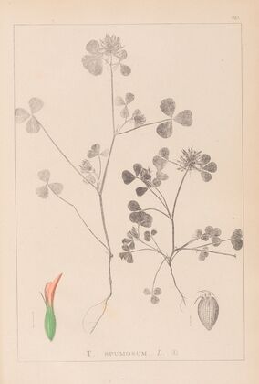 Herbier de la flore française Pl.0348
