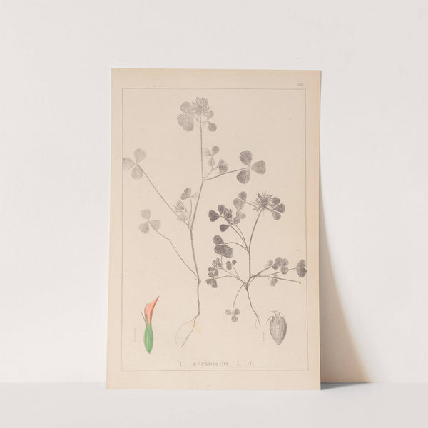 Herbier de la flore française Pl.0348 by Louis Antoine Cusin