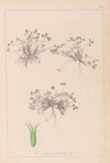 Herbier de la flore française Pl.0350