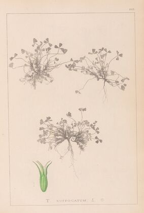 Herbier de la flore française Pl.0350