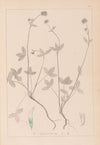Herbier de la flore française Pl.0352