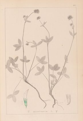 Herbier de la flore française Pl.0352