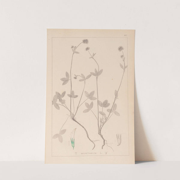 Herbier de la flore française Pl.0352 by Louis Antoine Cusin