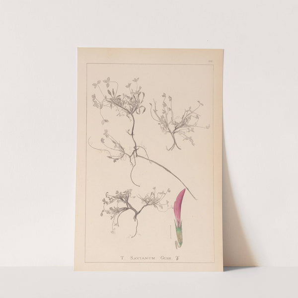 Herbier de la flore française Pl.0354 by Louis Antoine Cusin